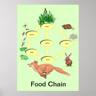 Póster Educação, Ciência, Cadeia de Comidas do Campo