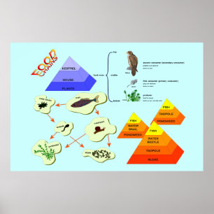 Poster Educação, Ciência, Comidas