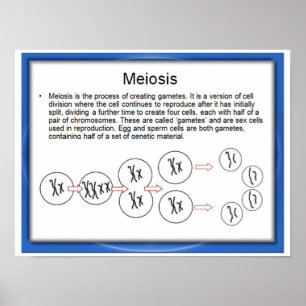 Póster Educação, ciência, meiose