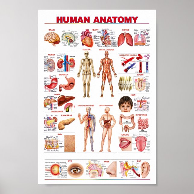 Poster Educação da Anatomia Humana (Frente)