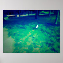 Efeito de Arte Liquify com Gaivota Caminhando na G