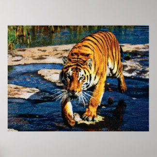 Póster Efeitos Individuais Animais 2 cmyk