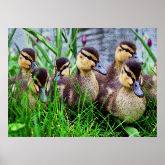 Póster Efeitos Individuais Aves 11 Desfocadas (Frente)