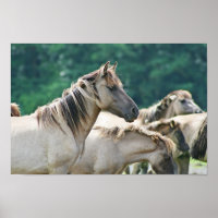 Efetivo de Cavalos de Brumby da Austrália
