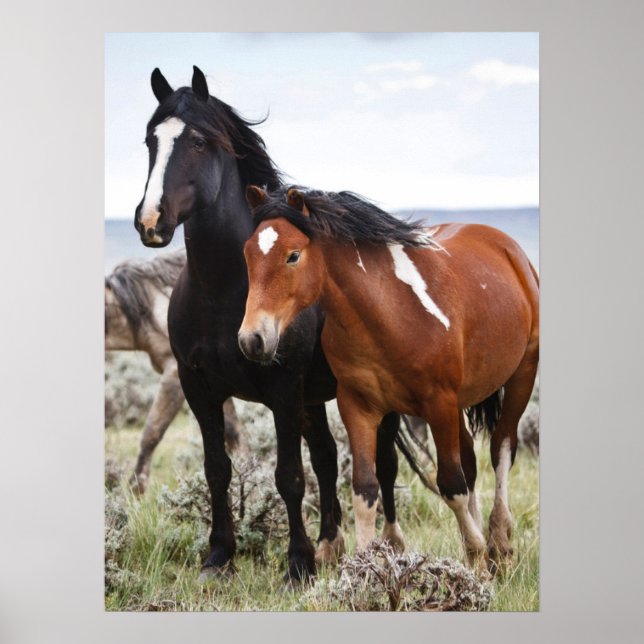 Poster Efetivo de Cavalos Selvagens (Frente)