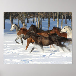 Poster Efetivo De Cavalos Trakehner Correndo Em Neve