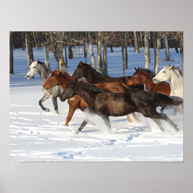Poster Efetivo De Cavalos Trakehner Correndo Em Neve (Frente)