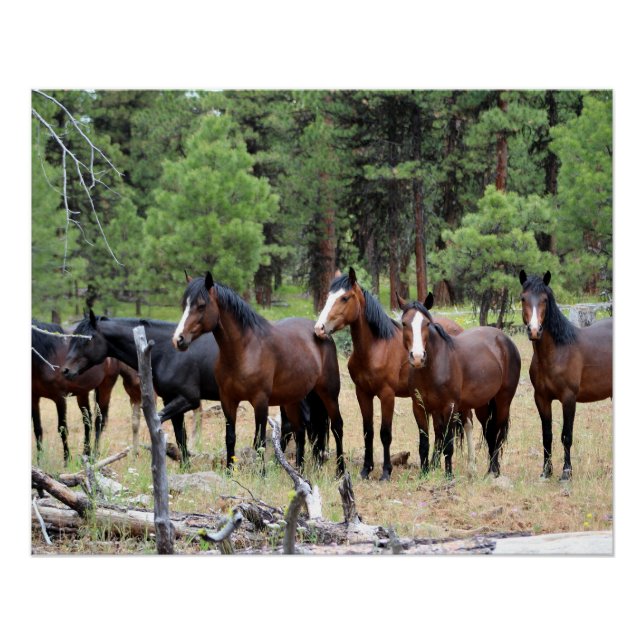 Póster Efetivos de cavalos selvagens (Frente)