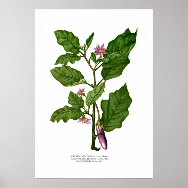 Póster EggPlant (Frente)