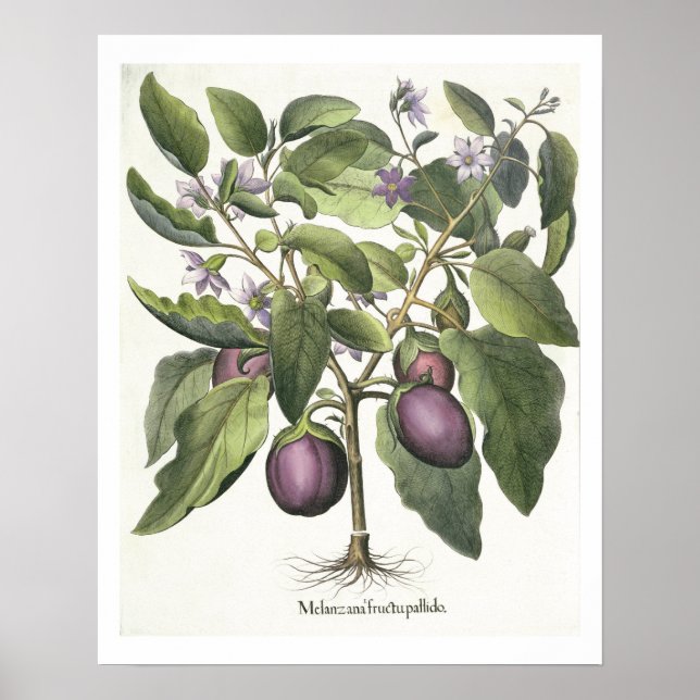 Poster EggPlant: Melanzana fructu pallido, da 'Hor (Frente)