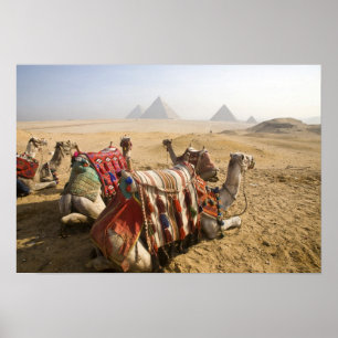 Póster Egipto, o Cairo. Olhar de descanso dos camelos