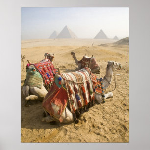 Póster Egito, Cairo. Camelos descansando