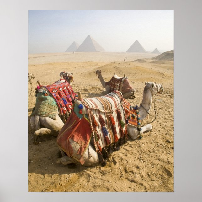 Póster Egito, Cairo. Camelos descansando (Frente)