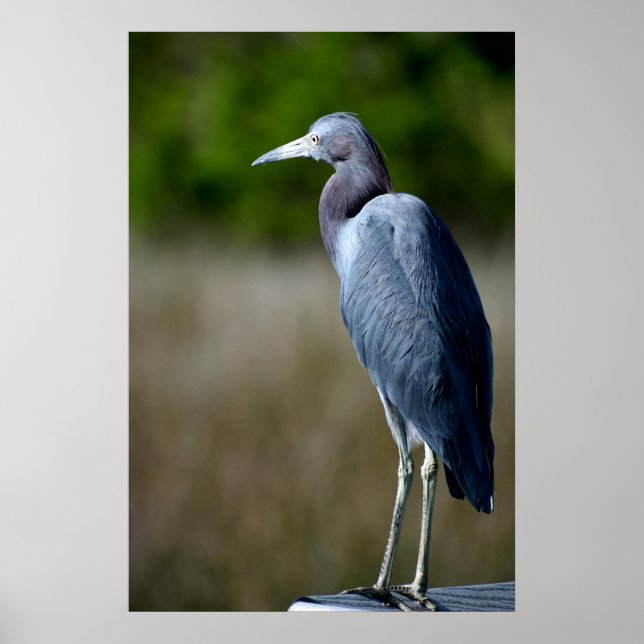 Poster Egret Azul na natureza (Frente)