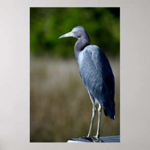 Poster Egret azul no selvagem