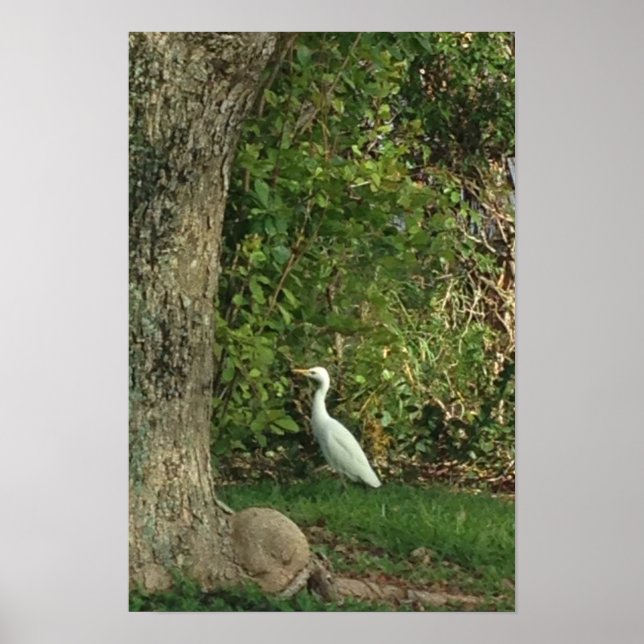 Poster Egret Branco (Frente)