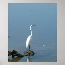 Egret Branco do excelente