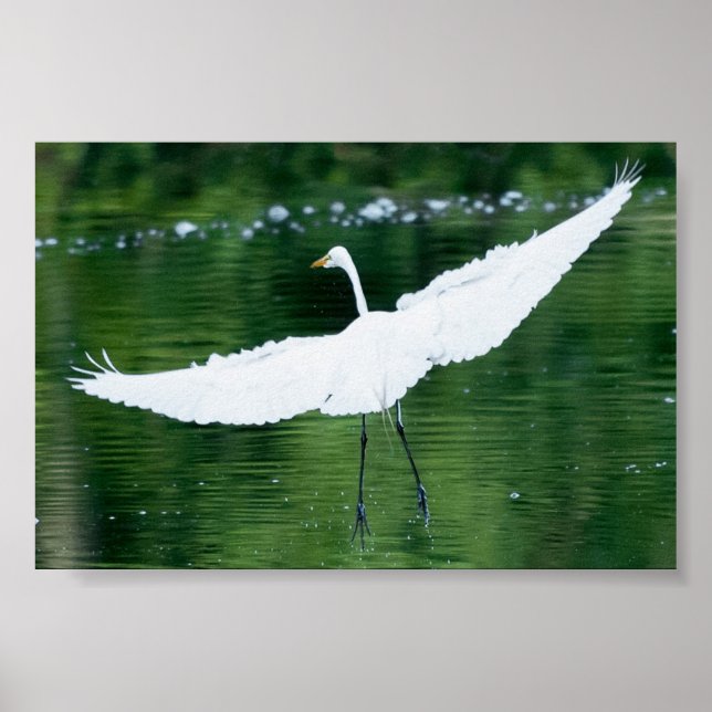 Póster Egret Branco do excelente (Frente)