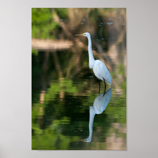 Poster Egret Branco do excelente (Frente)