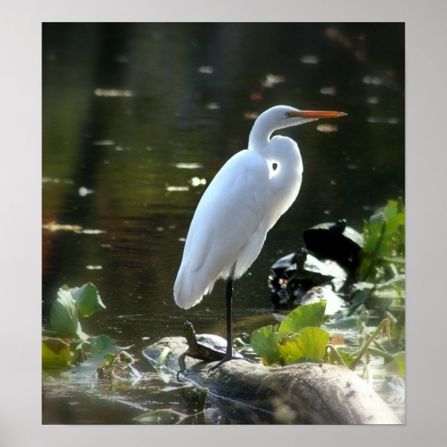 Poster Egret com tartarugas (Frente)