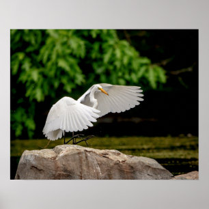 Poster Egret do Excelente 20x16