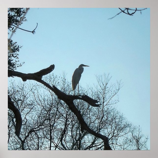 Poster Egret do excelente em uma árvore (Frente)