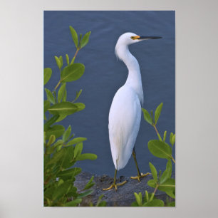 Póster Egret nevado no pântano