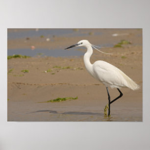Póster Egret pequeno