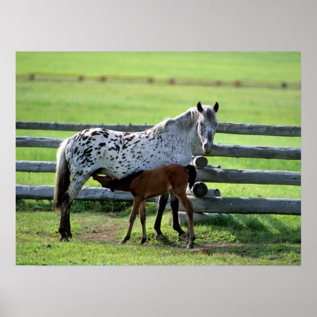 Poster Égua Appaloosa e potro (Frente)