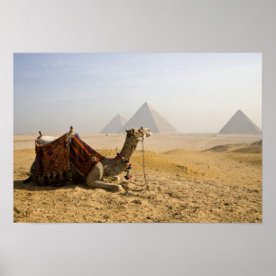 Póster Egypt, Cairo. A lone camel