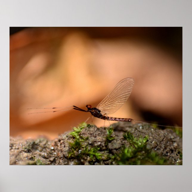 Poster Eintagsfliege (Frente)