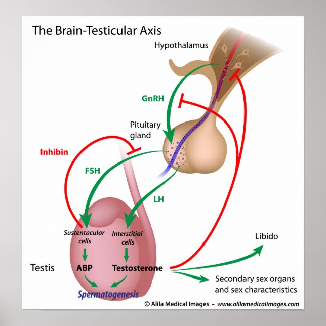 Poster Eixo testicular cerebral, controlo de puberdade ma (Frente)