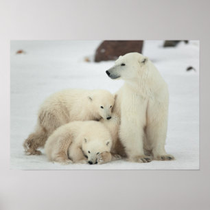 Poster Ela-urso polar com Cubs
