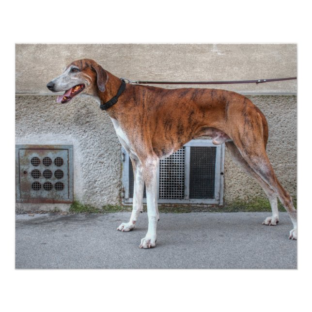 Póster Elder Brindle Greyhound (Frente)