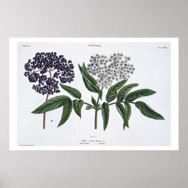 Póster Elder, fig. 13 de "O Jovem Landsman", publishe (Frente)