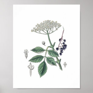 Poster Elderberry Bush Flor White e Botânica Verde
