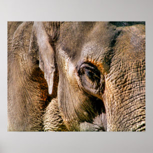 PÓSTER ELEFANTE