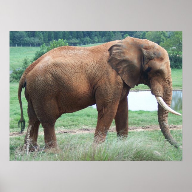 Poster elefante (Frente)