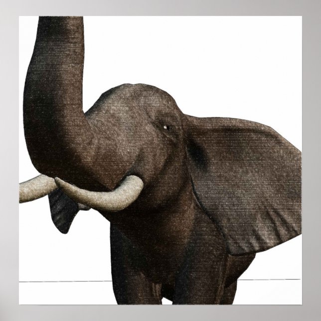 Poster Elefante (Frente)