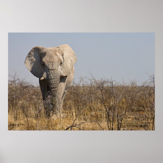 Poster Elefante (Frente)