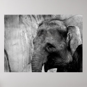 Póster elefante