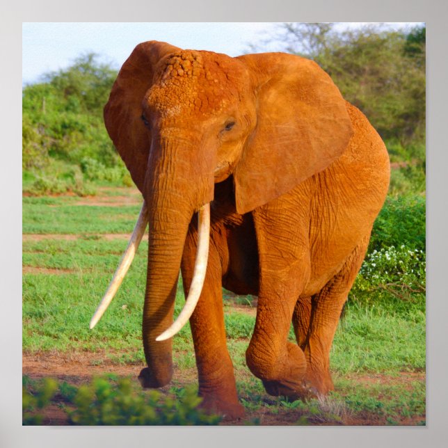 Poster Elefante (Frente)