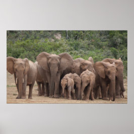 Poster Elefante