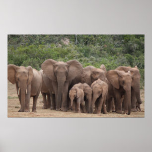 Poster Elefante 