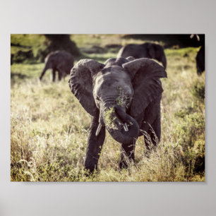 Poster Elefante