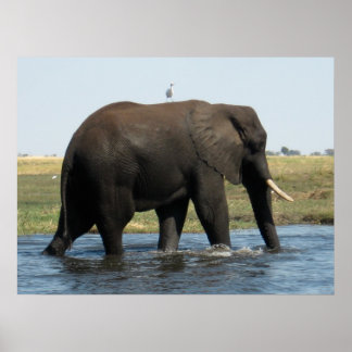Poster Elefante