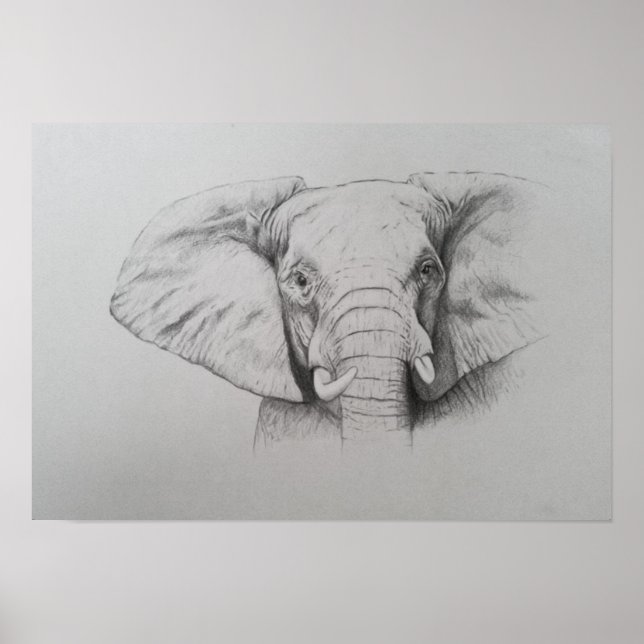 Póster Elefante 2011 (Frente)