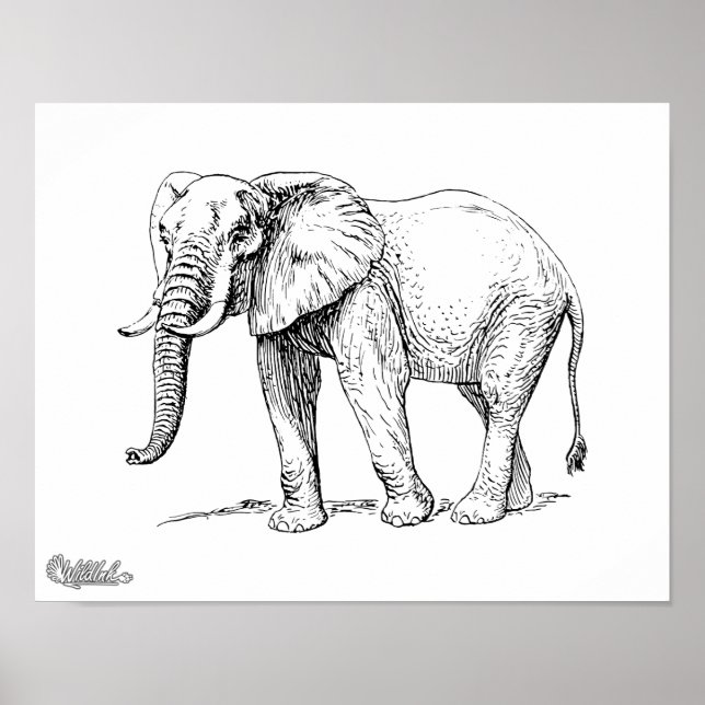 Póster Elefante Africano (Frente)