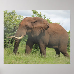 Póster elefante africano