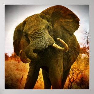 Poster Elefante Africano